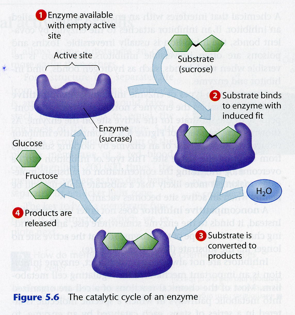 Enzyme Ph Graph. 